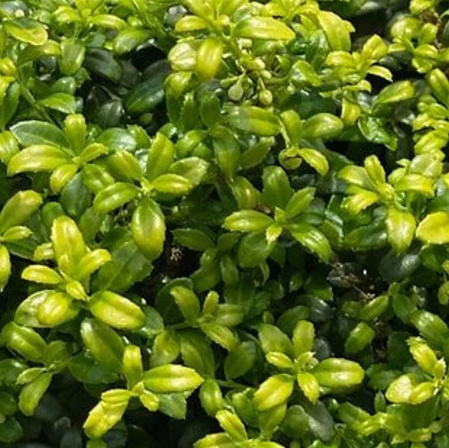 Soft Touch Japanese Holly